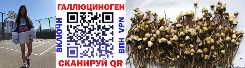 Псилоцибиновые грибы Psilocybine cubensis  Урай 